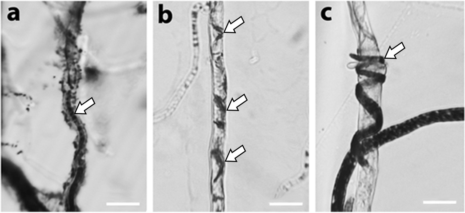 Lichtmikroskopie: Clonostachys rosea-Myzel (Pfeile) parasitiert die Hyphen von Reben-Pathogenen, MTT-gefärbt
