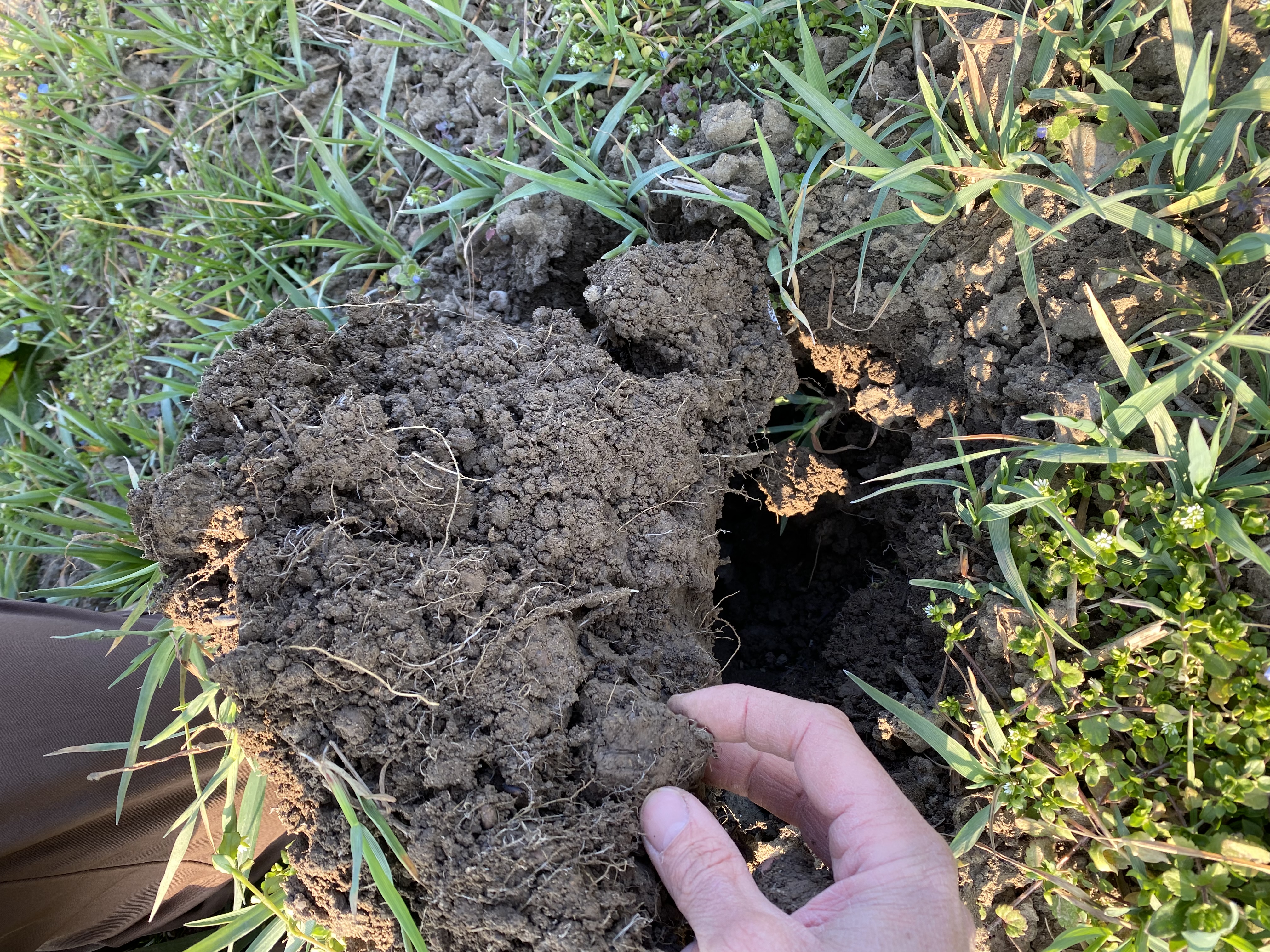 Hand hält einen ausgestochenen, krümeligen Bodenblock mit Wurzeln über dem offenen Spatenloch im Feld