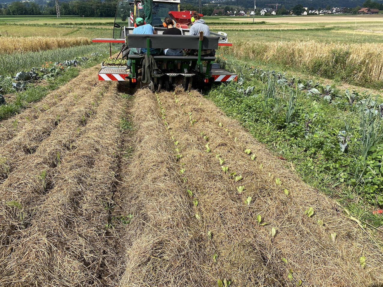 Mulchsetzmaschine pflanzt Setzlinge direkt in den Mulch