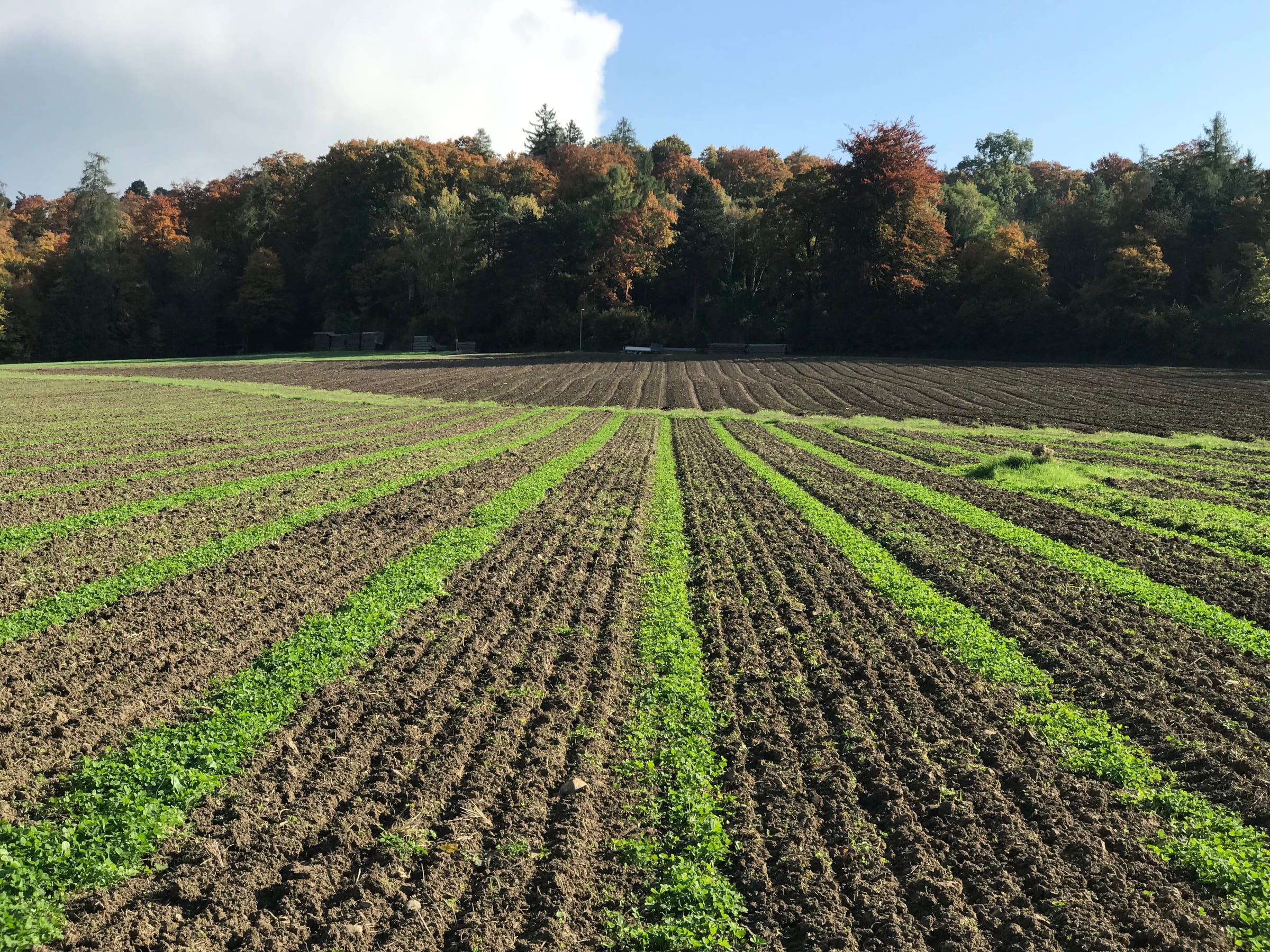 Kleewege auf neuen Feldern