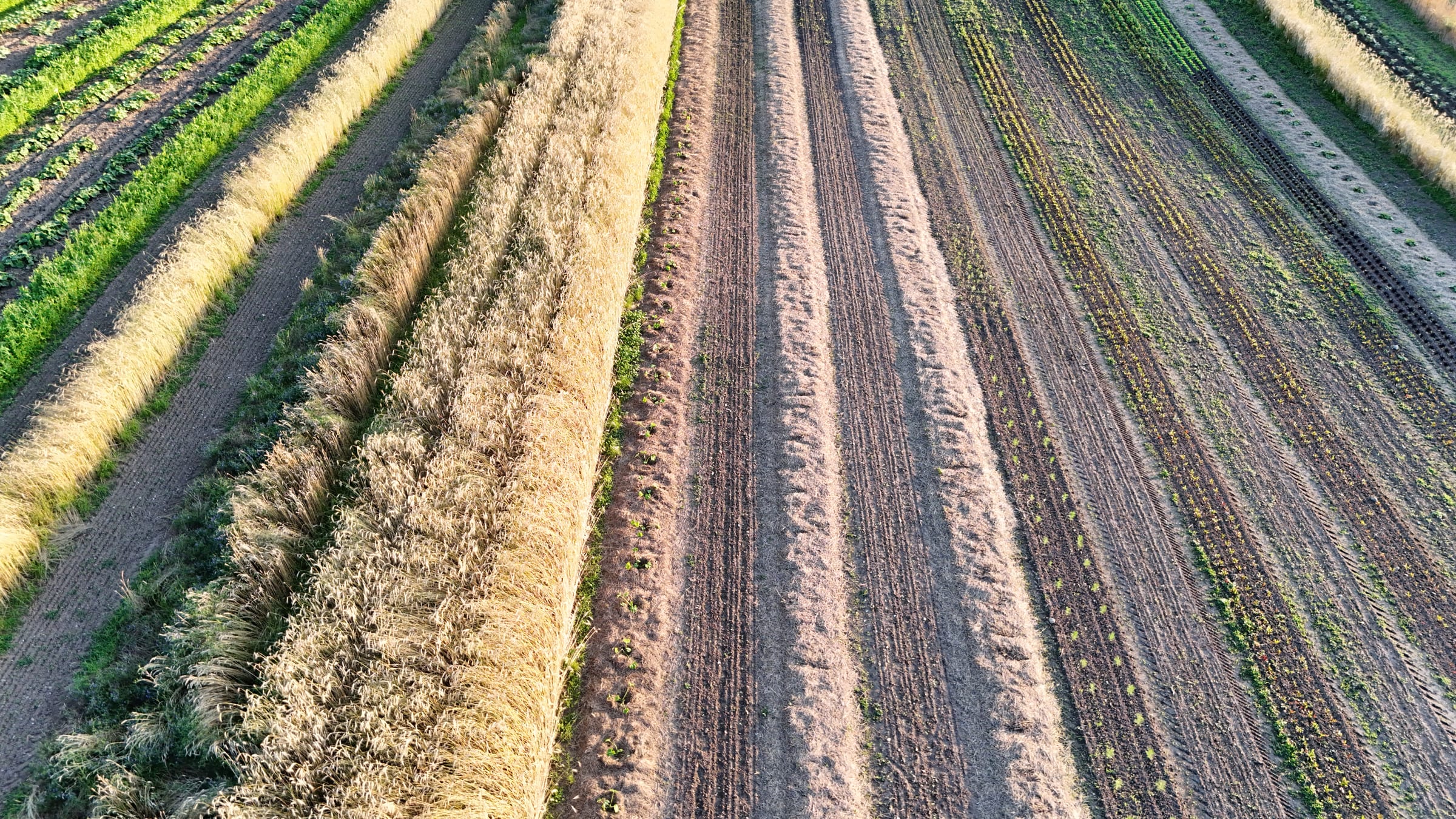 Drohnenbild Mosaik-Landwirtschaft mit Streifenanbau