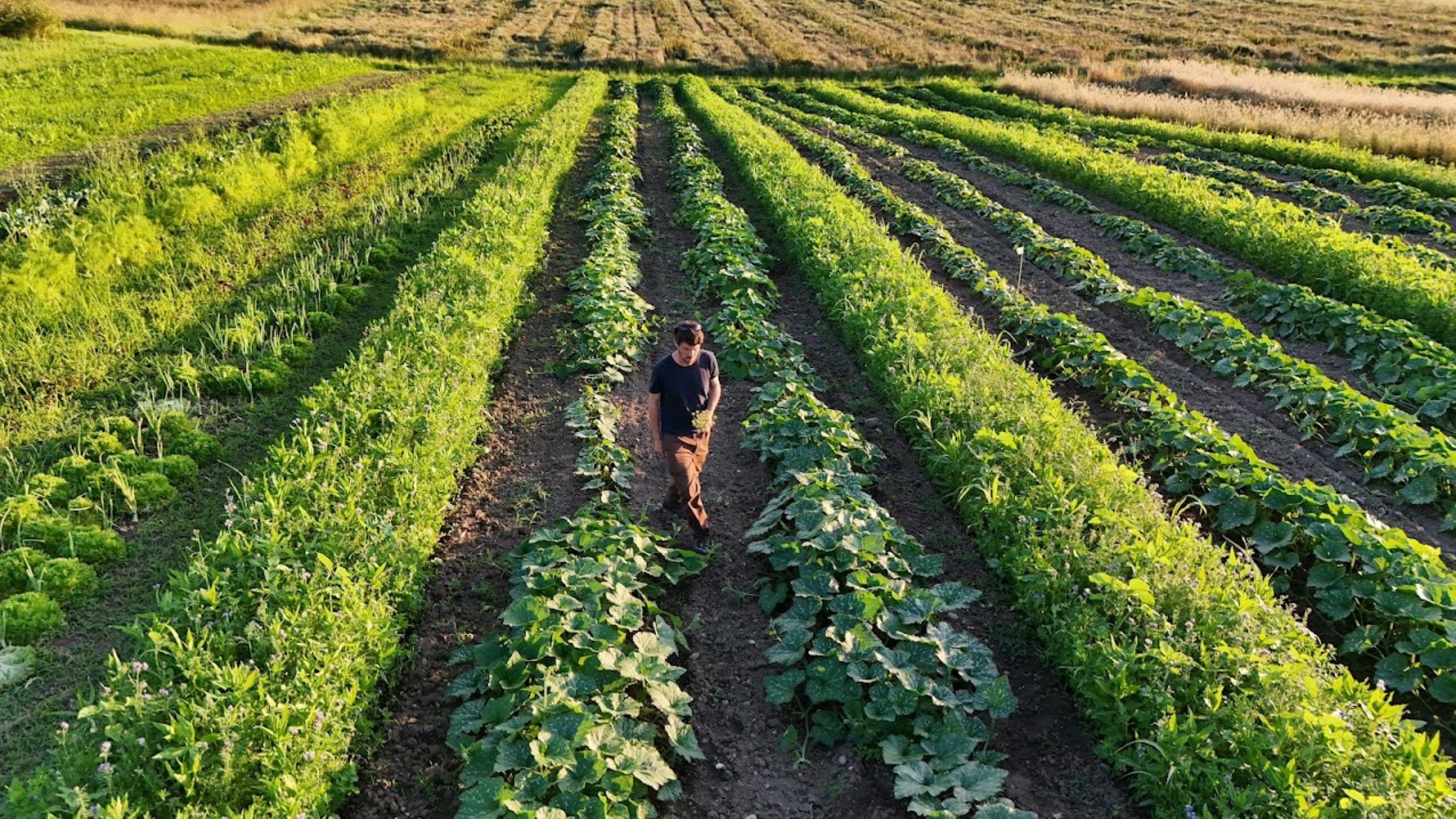 Drohnenbild Streifenanbau in Mosaik-Landwirtschaft mit Matthias Hollenstein